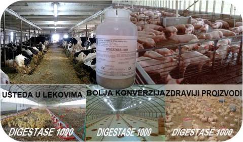 digestase